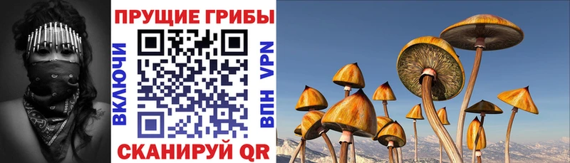 магазин  наркотиков  Берёзовка  Галлюциногенные грибы Cubensis 